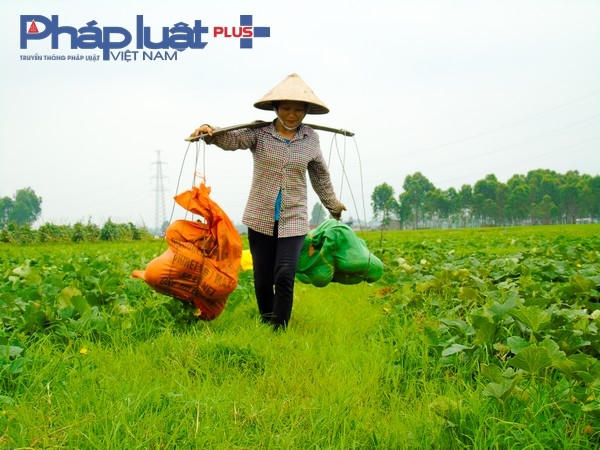 Gánh dưa...