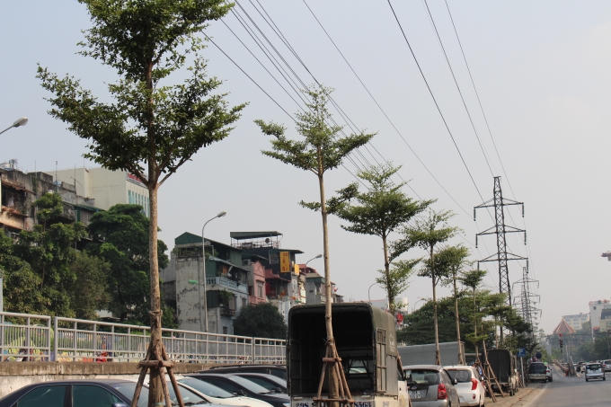 Số cây này chủ yếu là Bàng lá nhỏ.