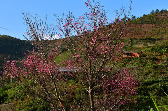 Rực rỡ sắc hoa Tớ D&agrave;y chiều Đ&ocirc;ng La P&aacute;n Tẩn