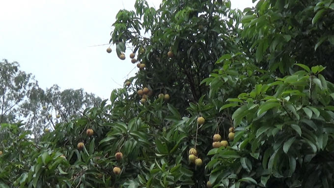 Đồi vải chỉ trơ ra toàn lá, thỉnh thoảng mới có vài chùm quả.