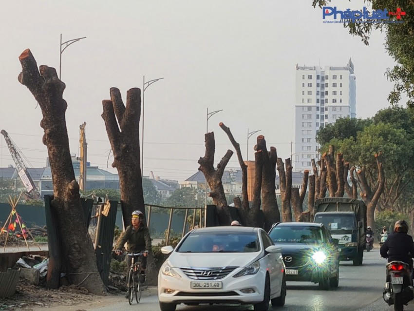 Dãy xà cừ bị cắt trơ tụi cành lá. Tiếp sau đó sẽ được đốn hạ và di chuyển đi nơi khác.