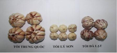 Các tép tỏi Trung Quốc hơi xòe ra, không chụm lại hoàn toàn và ít tép hơn so với tỏi Lý Sơn và Đà Lạt. Ảnh: Chi cục Bảo vệ Thực vật tỉnh Lâm Đồng