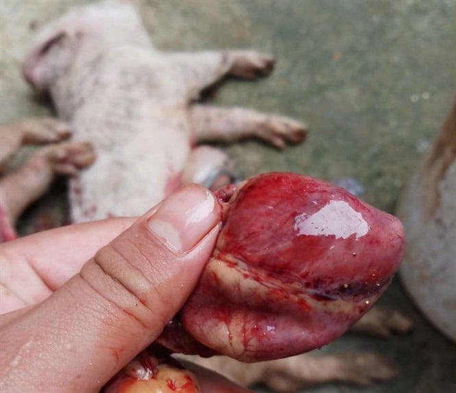 Ngày 8/11, anh Đạo mổ lấy mẫu bệnh phẩm lợn mua tại trang trại của Mavin gửi Học viện Nông nghiệp Việt Nam xét nghiệm.