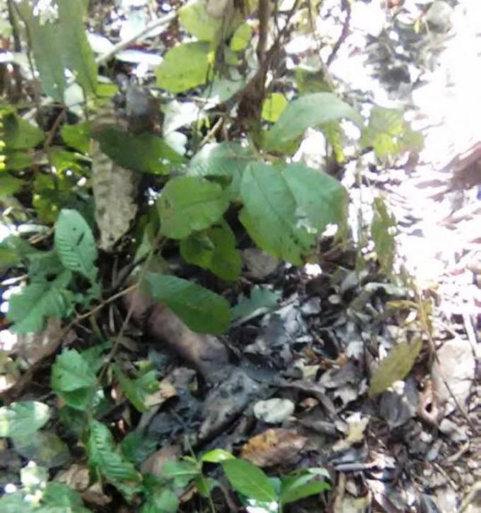 Hiện trường nơi phát hiện thi thể của nữ sinh trong quá trình phân hủy.