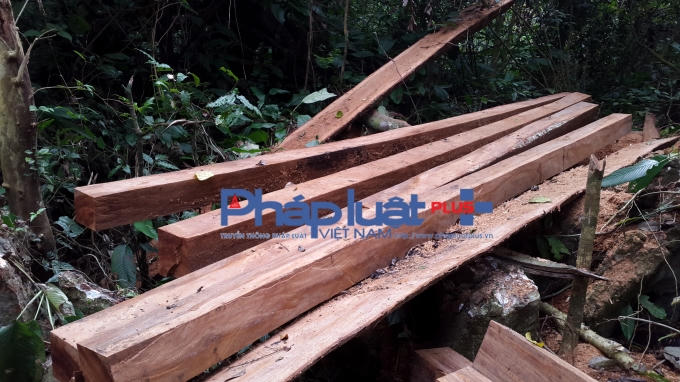 Hàng chục cây gỗ Nghiến bị đốn hạ không thương tiếc tại Khu bảo tồn Thiên nhiên Kim Hỷ, Bắc Kạn.