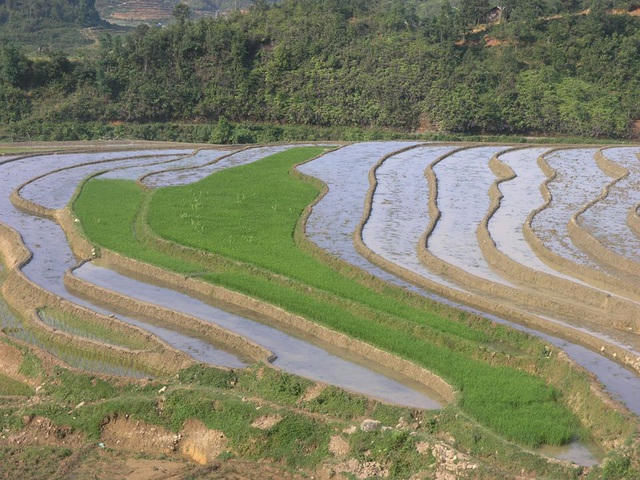 Sắc màu ruộng mạ xanh xen kẽ ruộng mới cày bừa trắng nước chờ cấy lúa trông đẹp như tranh