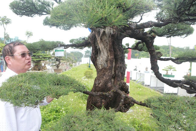 Cây phi lao sinh trưởng quanh năm, nhưng vào mùa mưa, cây sinh trưởng tốt nhất