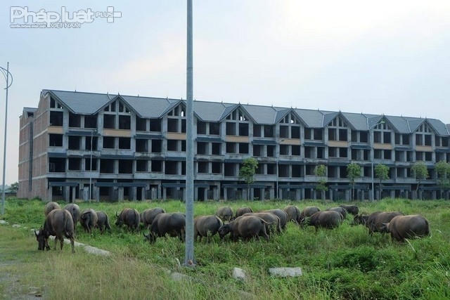 Người dân tận dụng những bãi cỏ trong dự án để chăn thả trâu bò.