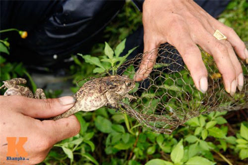 Cóc là con mồi ưa thích của rắn hổ mang. Ảnh Báo Khoa học và Phát triển.