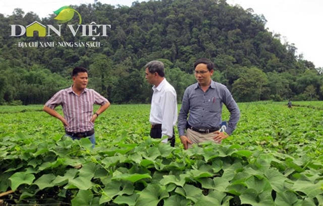 Đại diện Sở NNPTNT Hà Nội và doanh nghiệp kiểm tra vùng sản xuất rau su su an toàn tại huyện Tân Lạc, Hòa Bình. Ảnh:T.L