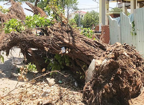 Ngày 4/6, Công ty Công viên Cây xanh Đà Nẵng phát hiện một cây cừa cỡ lớn trên vỉa hè trước nhà số 160 Núi Thành (phường Hòa Thuận Đông, quận Hải Châu) bị đào bật gốc.