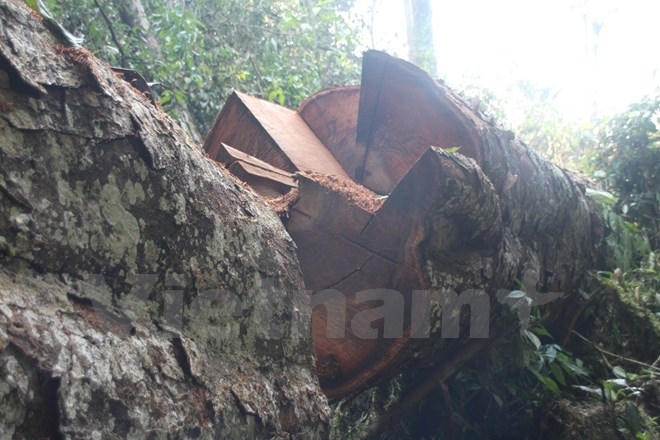 Gỗ nghiến được xẻ th&agrave;nh dạng thớt để tuồn b&aacute;n sang b&ecirc;n kia bi&ecirc;n giới Trung Quốc. (Ảnh: H.V/Vietnam+)