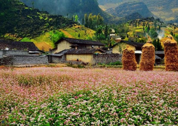 Hoa tam giác mạch nở rộ vào dịp cuối tháng 10, đầu tháng 11.