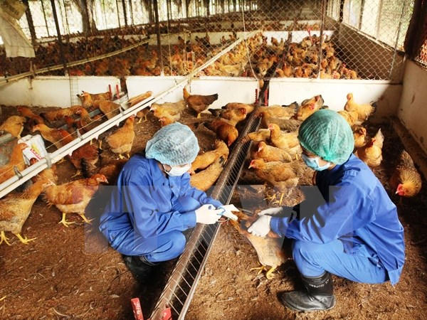 Vĩnh Long tiếp tục xuất hiện thêm ổ dịch cúm gia cầm mới. Ảnh: minh họa/ Nguồn: TTXVN