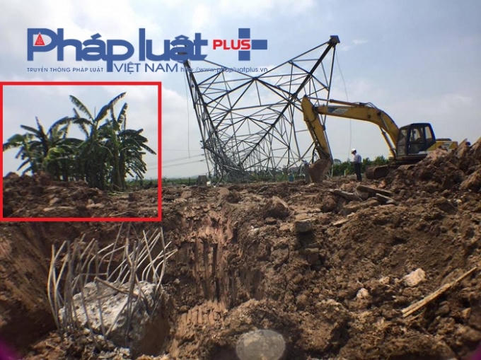 Hàng chuối cũng "ngậm ngùi" trước sức chịu đựng có phần "yếu thế" của những cây cột điện.