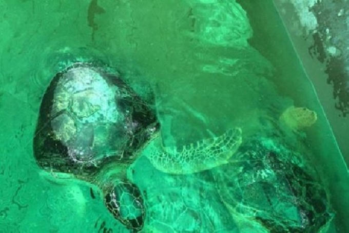 Cá thể rùa biển quí hiếm đã được cơ quan chức năng giải cứu.