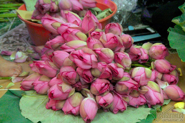 Hoa sen phải hái trước bình minh. Sen Hồ Tây có nhiều cánh xếp vào nhau, nhụy vàng thẫm, cánh hồng phớt sắc, màu hồng rất lạ, không nhạt không sẫm, hương thơm ngào ngạt