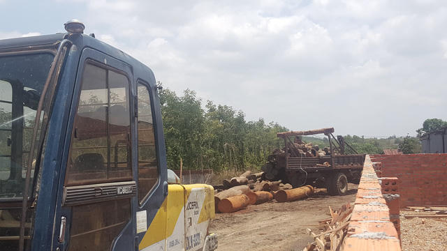 Số gỗ này đang được phân loại, xác minh chủng loại