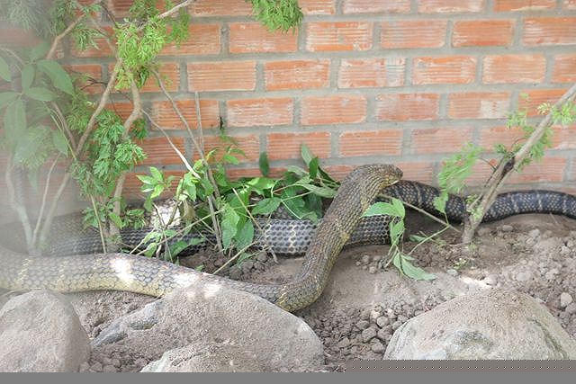 Cặp rắn hổ mây có chiều dài từ 6-7m, nặng 60kg