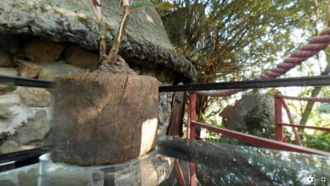 Kỳ dị nh&agrave; tr&ecirc;n... c&acirc;y