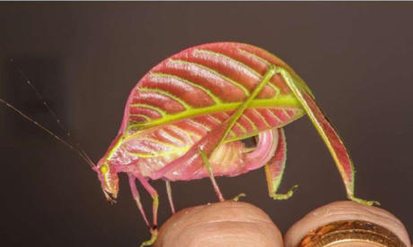 10 lo&agrave;i vật mới được ph&aacute;t hiện trong năm 2017