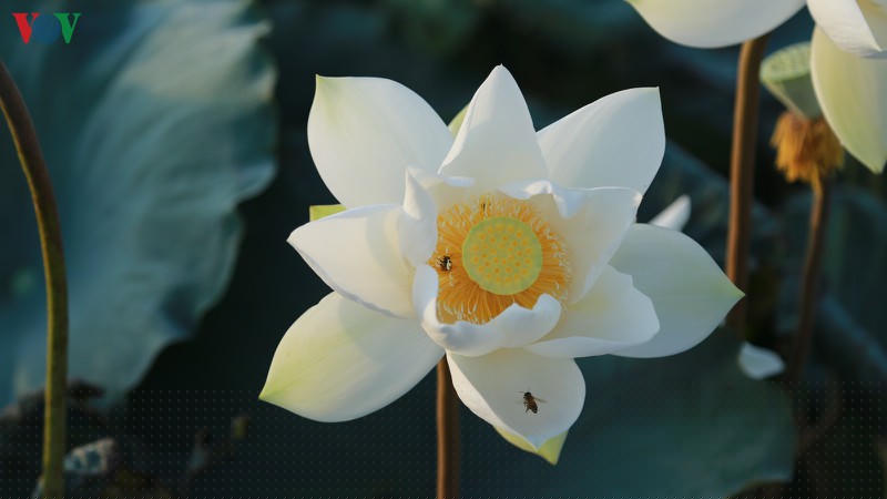 chu dam sen trang thu tien trieu moi ngay hinh 3