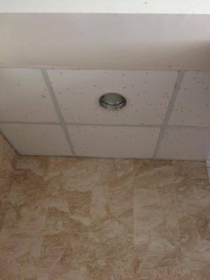 Không chỉ có chuột, muỗi dán vẫn thường xuyên xuất hiện trong nhà bếp. Ảnh: phụ huynh cung cấp.