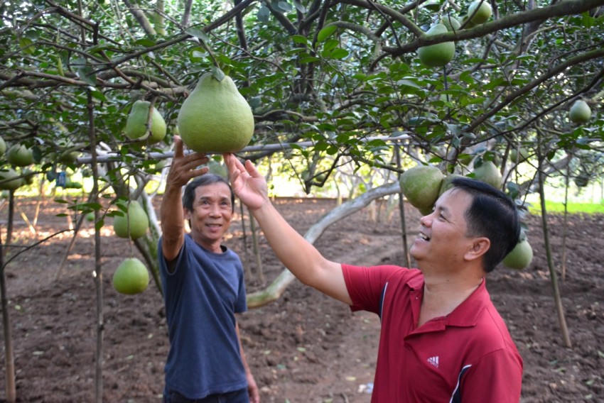 Làng bưởi Tân Triều đang tất bật thu hoạch những trái bưởi ngon nhất để kịp phục vụ thị trường Tết Nguyên đán 2026.