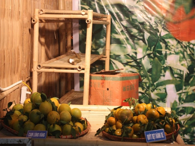 Cam lòng vàng, quýt dẹt bánh xe.