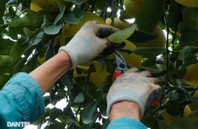 Công đoạn cắt tỉa lá sâu, lá xấu để lộ ra quả bưởi