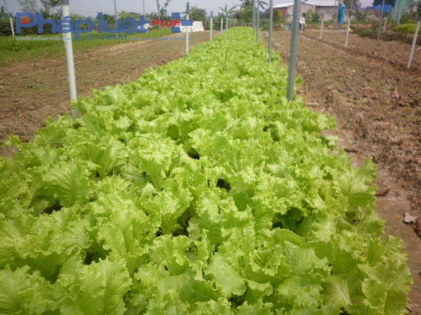 Rau xà lách xoắn.