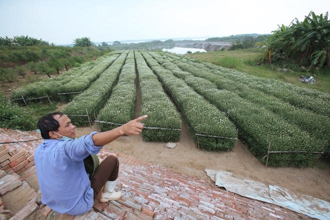 Cuối thu đầu đông là thời điểm cúc họa mi nở rộ, những vườn hoa nổi tiếng tại Hà Nội như Nhật Tân, Tây Tựu với hàng chục hecta hoa rậm rịch bung nụ.