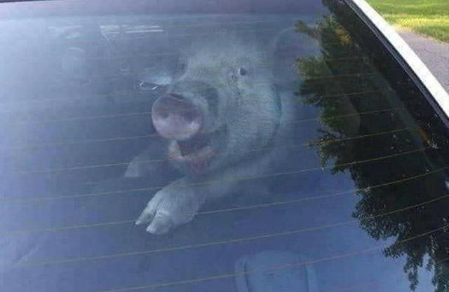 Lợn được nhét vào ghế sau ô tô