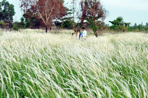 Lạc v&agrave;o c&aacute;nh đồng cỏ lau đẹp như tranh giữa S&agrave;i G&ograve;n