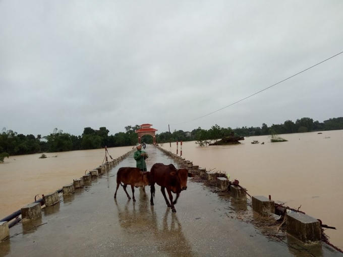 Người dân đã quá quen với ngập lụt, đã tập trung di dời gia súc lên chỗ cao ráo tránh lũ.