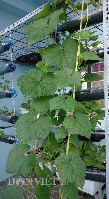 V&igrave; diện t&iacute;ch đất c&oacute; hạn n&ecirc;n anh chị c&ograve;n thiết kế th&ecirc;m gi&aacute; để đặt chậu trồng rau, cũng l&agrave; gi&agrave;n trồng c&aacute;c loại rau như mướp, b&iacute;