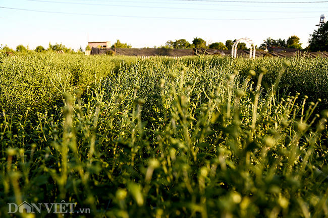 Cũng xung quanh khu vực này có rất nhiều vườn cúc họa mi nhưng chủ yếu là nơi trồng hoa để đem bán.