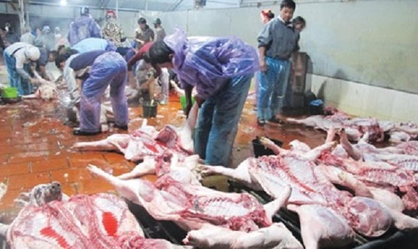 Theo Bộ NN&amp;PTNT, qua kiểm tra ở các lò mổ ở Hà Nội và Hải Dương gần đây, không phát hiện ra tồn dư chất cấm. Ảnh: Phạm Anh.