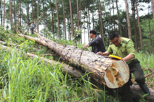 Tại tiểu khu 270 huyện Lâm Hà, tỉnh Lâm Đồng rừng thông 30 năm tuổi bị lâm tặc đốn hạ có bàn tay "xã hội đen" chống người thi hành công vụ.