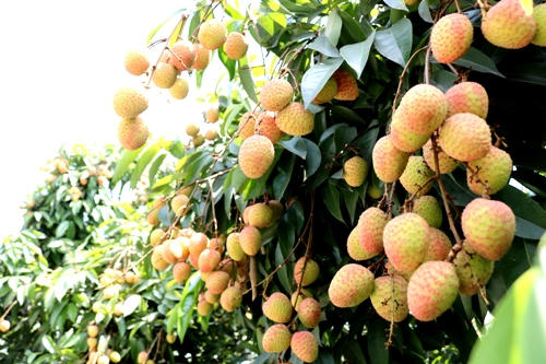 Vải Thanh Hà mang hương vị thơm ngon, có vị ngọt đặc trưng. Ảnh: Giang Chinh