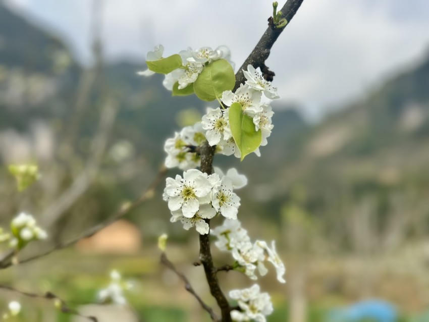 Hoa Lê có vẻ đẹp tinh khôi.