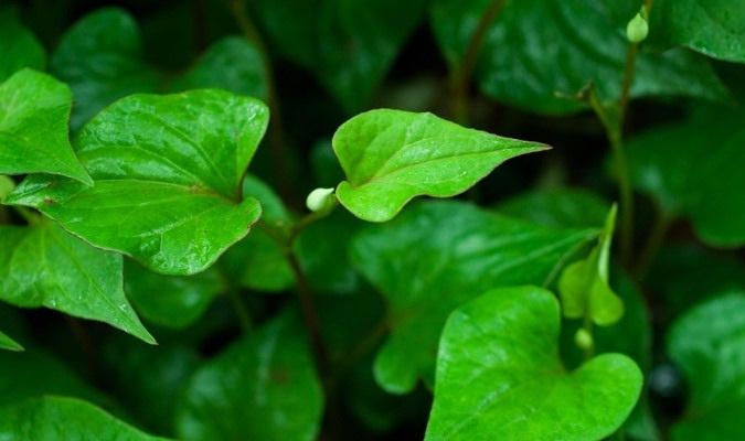 Rau diếp cá được coi là thuốc kháng sinh tự nhiên tốt nhất