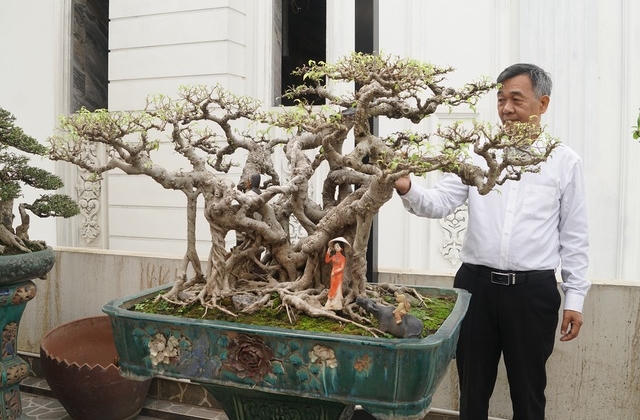 Đại gia chi gần 10 tỷ đồng mua cây cảnh đặt trên sân thượng ngắm mỗi ngày