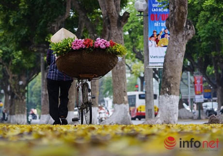 Những cây thay lá màu này chủ yếu là Sấu, từng hàng cây Sấu xếp thẳng hàng trên các vỉa hè vô tình trút lá trên những vỉa hè thẳng tắp của Thủ đô.