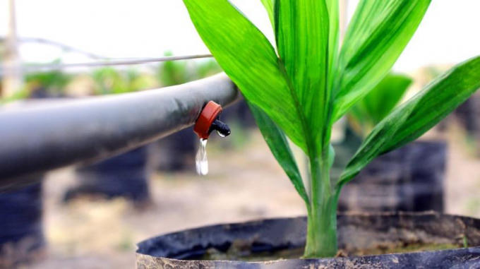 Ảnh minh họa. Nguồn internet.