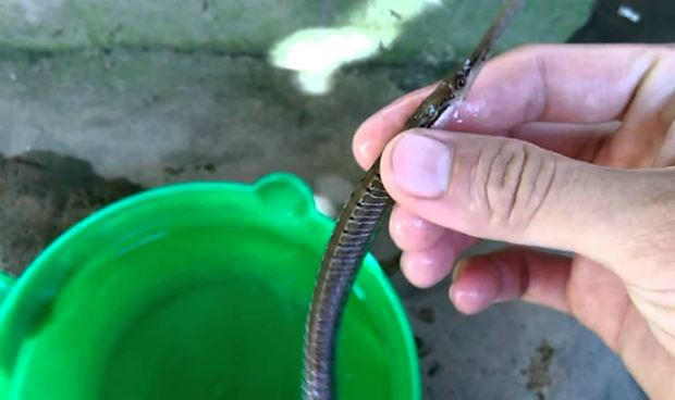 C&aacute; l&igrave;m k&igrave;m gai đang được thương l&aacute;i thu mua với gi&aacute; cao ngất ngưởng.