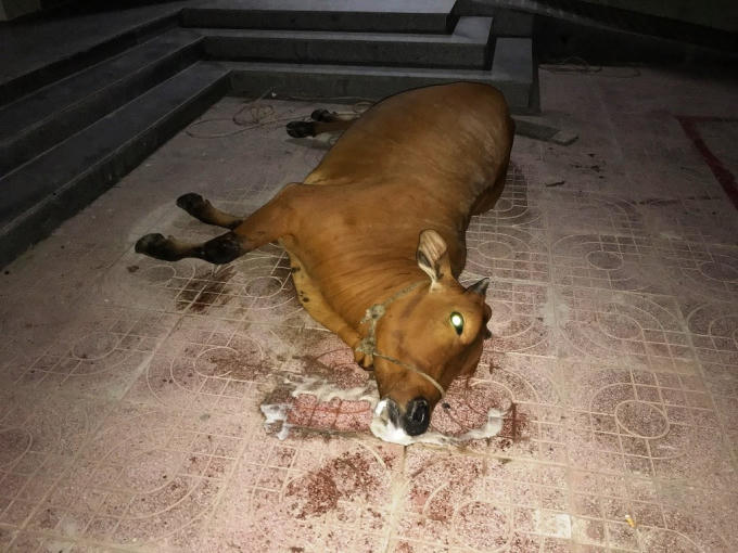 Một trong hai con bò bị chết nghi do ăn phải thuốc diệt cỏ.