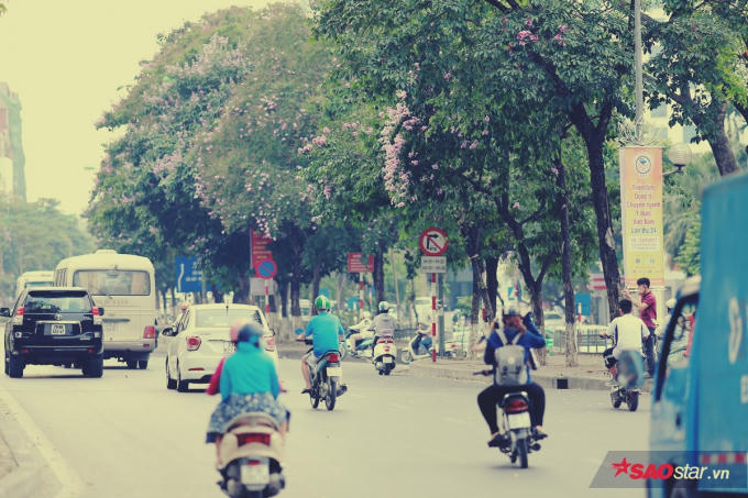 Không rõ hoa bằng lăng xuất hiện tại Hà Nội từ khi nào, chỉ biết chúng bắt đầu quen thuộc với người dân thủ đô trong khoảng vài chục năm gần đây, cùng với nhịp phát triển nhanh của thành phố.