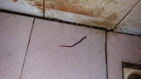 Không chỉ vàng đục, nước ở đây còn lẫn cả giun, loăng quăng.