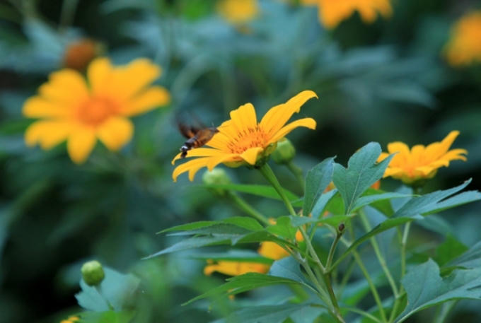 Rừng hoa ở vườn quốc gia Ba Vì gồm 5 khu, nhưng chỉ có khu 3,4,5 là có nhiều hoa nhất.